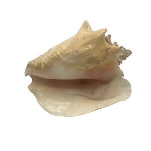 Large Queen Conch Shell 9" Pink Interior Beach Nautical Decor Display
